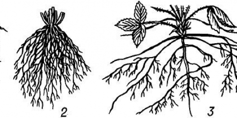 Šta saditi posle patlidžana sledeće godine